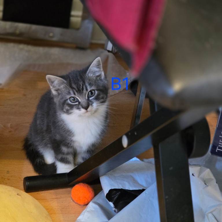 4 Kittens for sale, ready to go