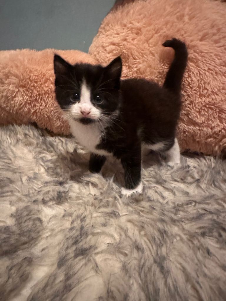 image for Beautiful kittens 