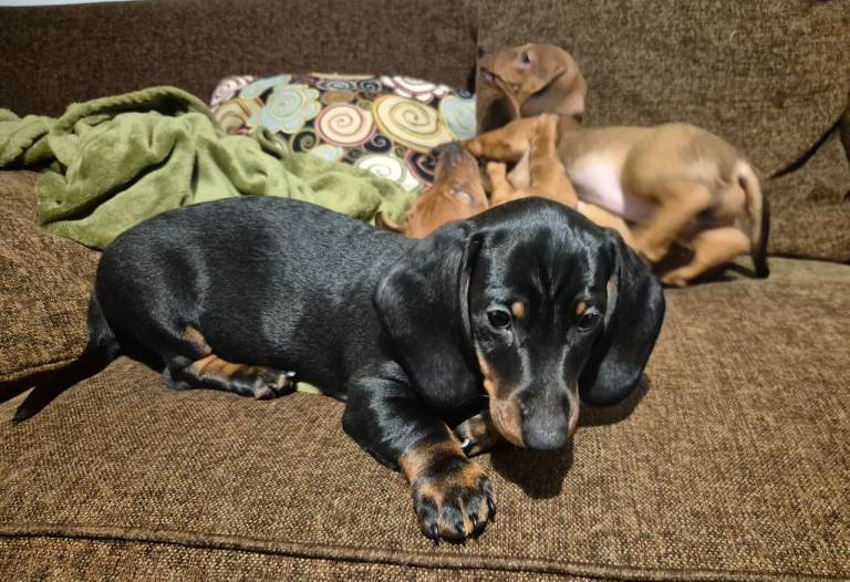 Standard dachshund 