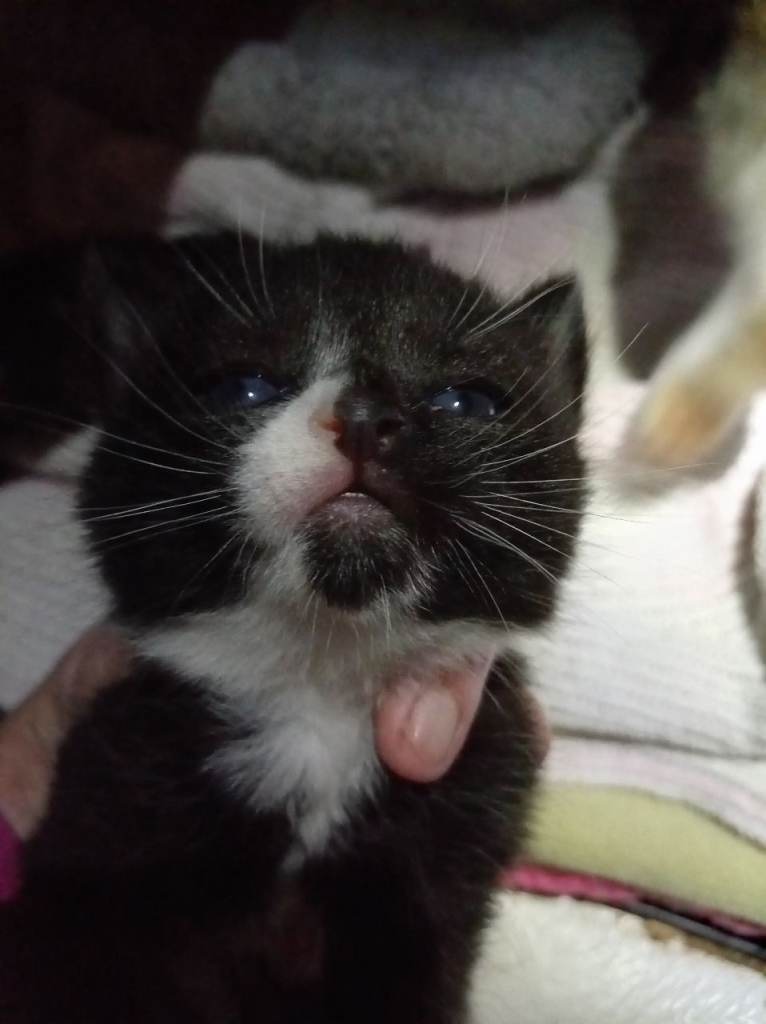  Last one  available from a litter of 5  mixed breed British short hair