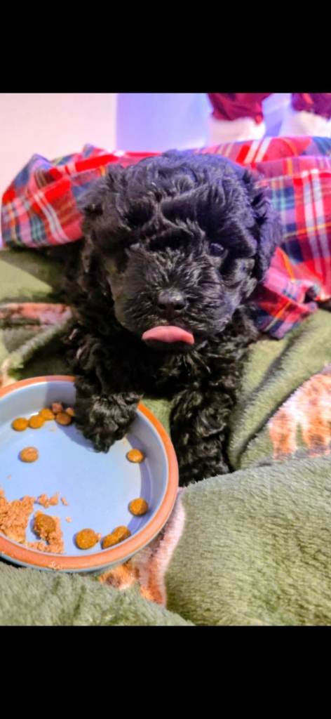 Hungariqn puli puppy 