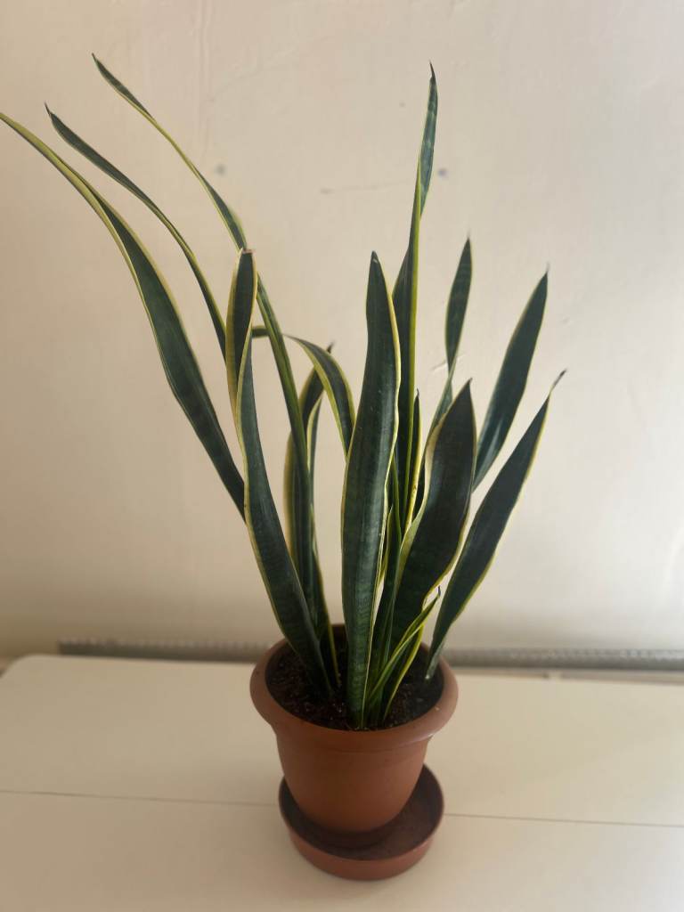Large Variegated Snake Plant for Home – Sansevieria Laurentii / Mother-in-Law’s Tongue