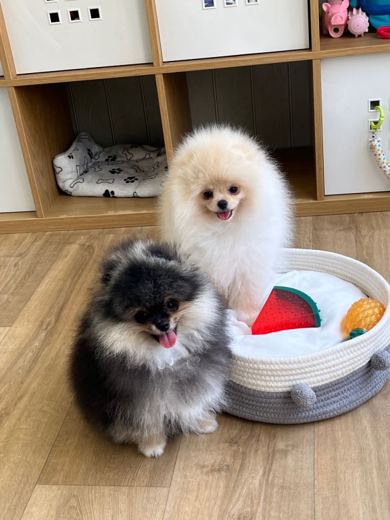 Pom Puppies from Five Star breeder 