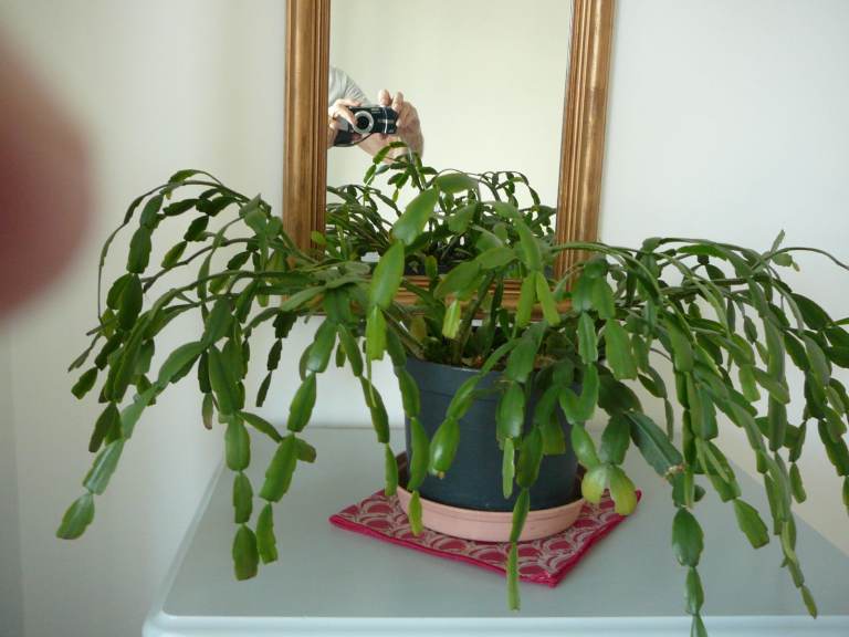 Christmas Cactus Plant