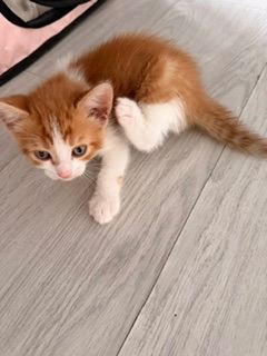 Adorable Kittens Looking for Loving Homes 🐾