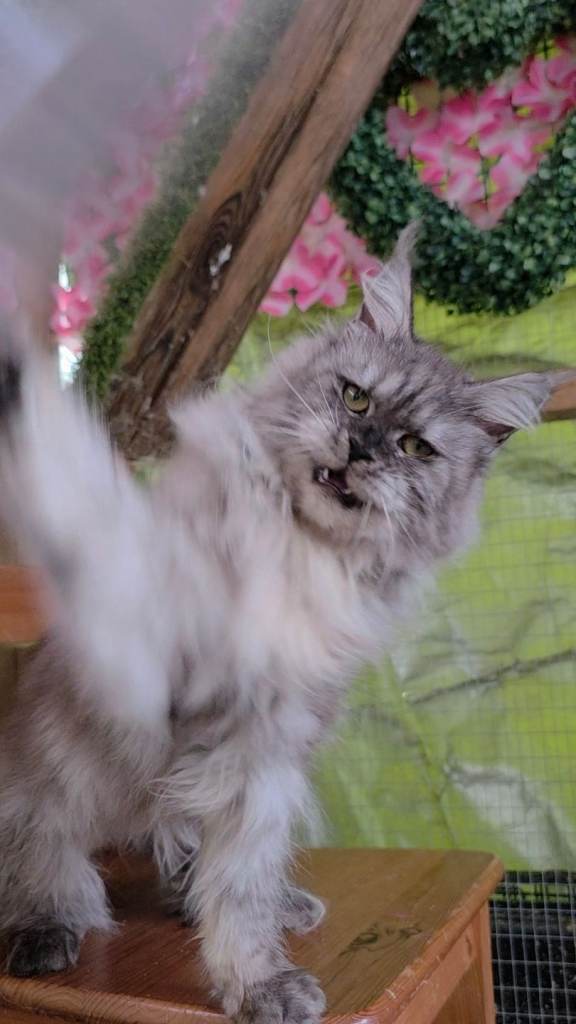 ❤️❤️CUTE MAINE COON KITTEN💥💥💥