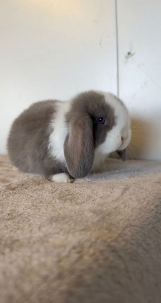 Pure breed mini lop babies for reserve 
