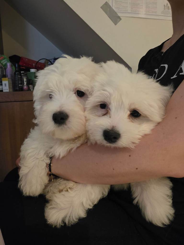 Bichon puppies 