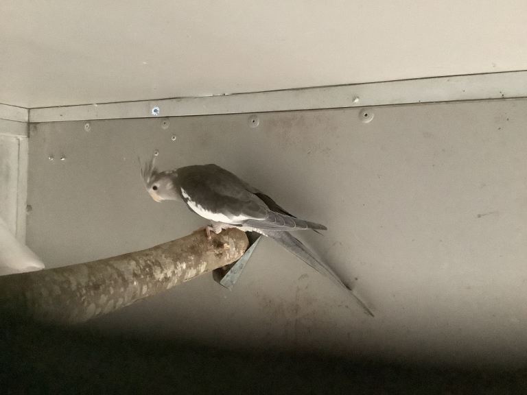 2026 Young Cockatiel Whiteface Males/ Budgies