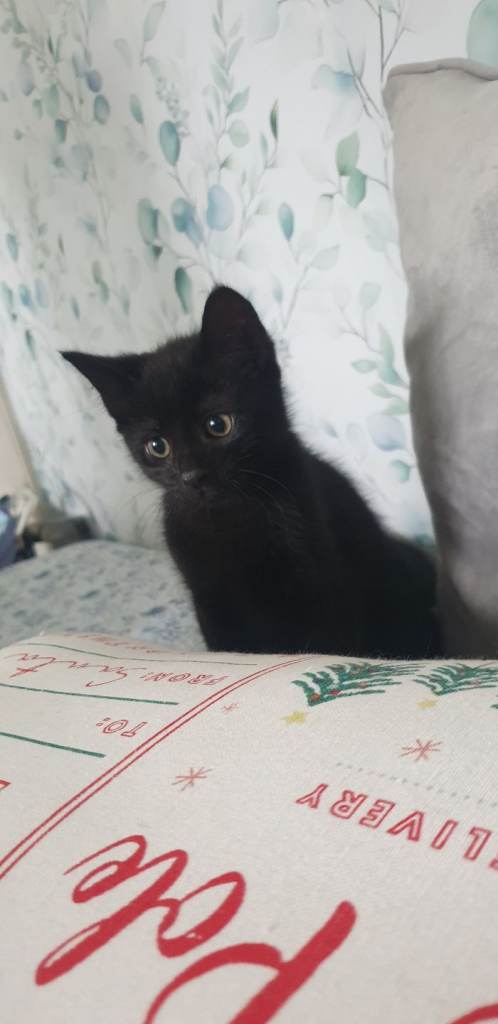 Adorable boys kittens looking for a forever home❤🐱 