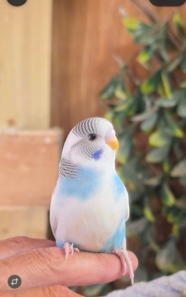 Baby Budgies 