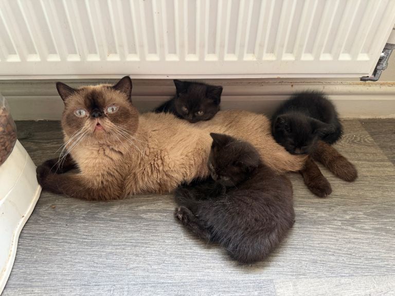 3 beautiful male kittens Persian x domestic kittens