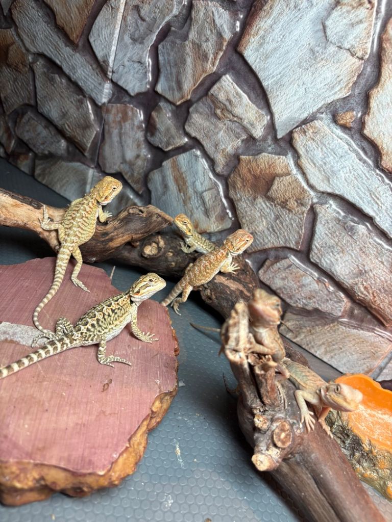 Bearded dragon clutch ready now