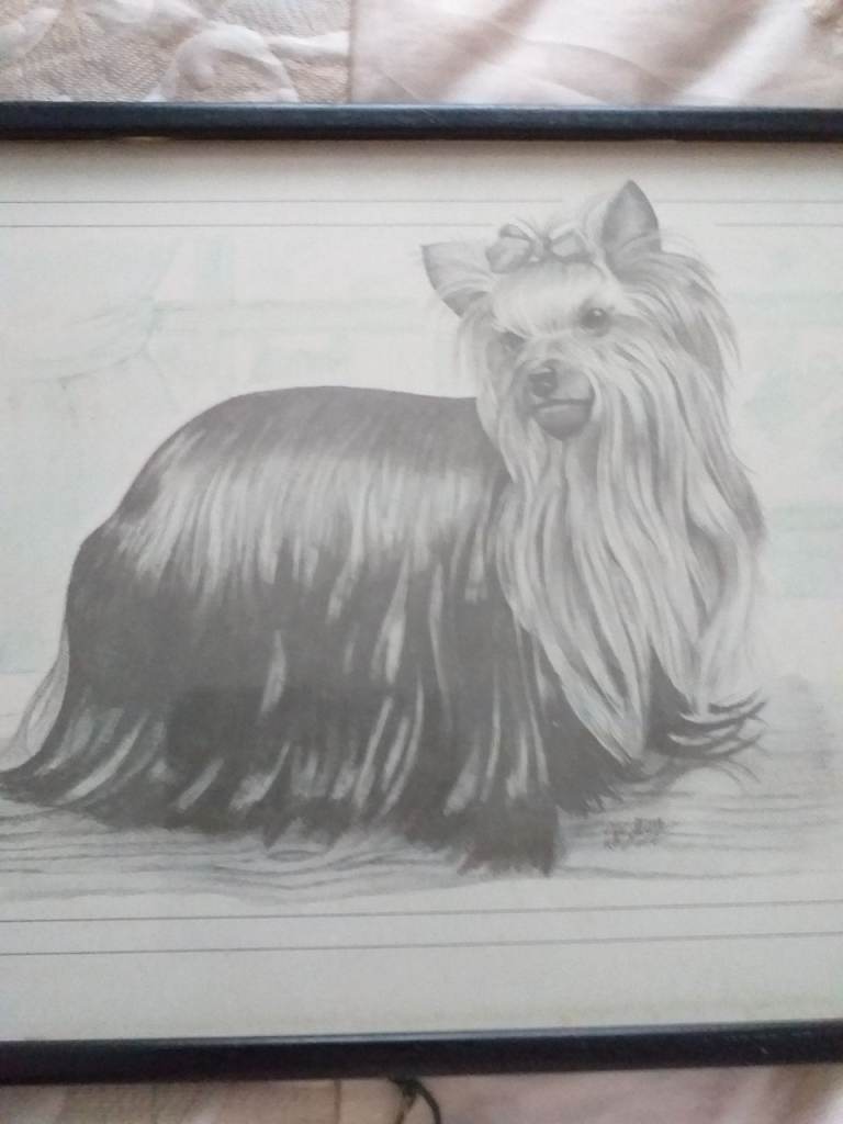 Framed Yorkshire Terrier Pencil Drawing