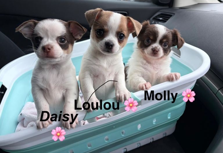 Adorable Chihuahua Puppies Puppy