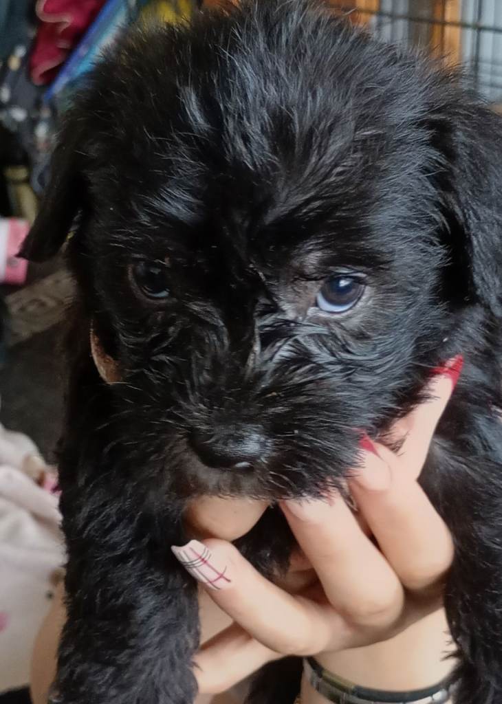 Jack-poo 