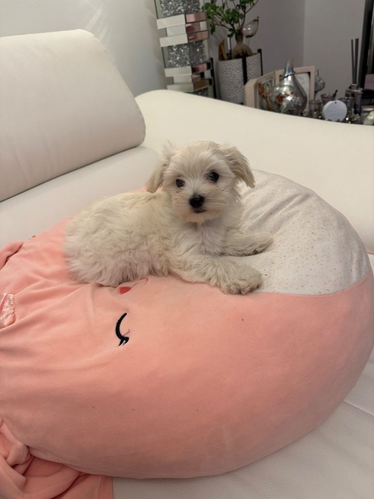 Maltipoo 
