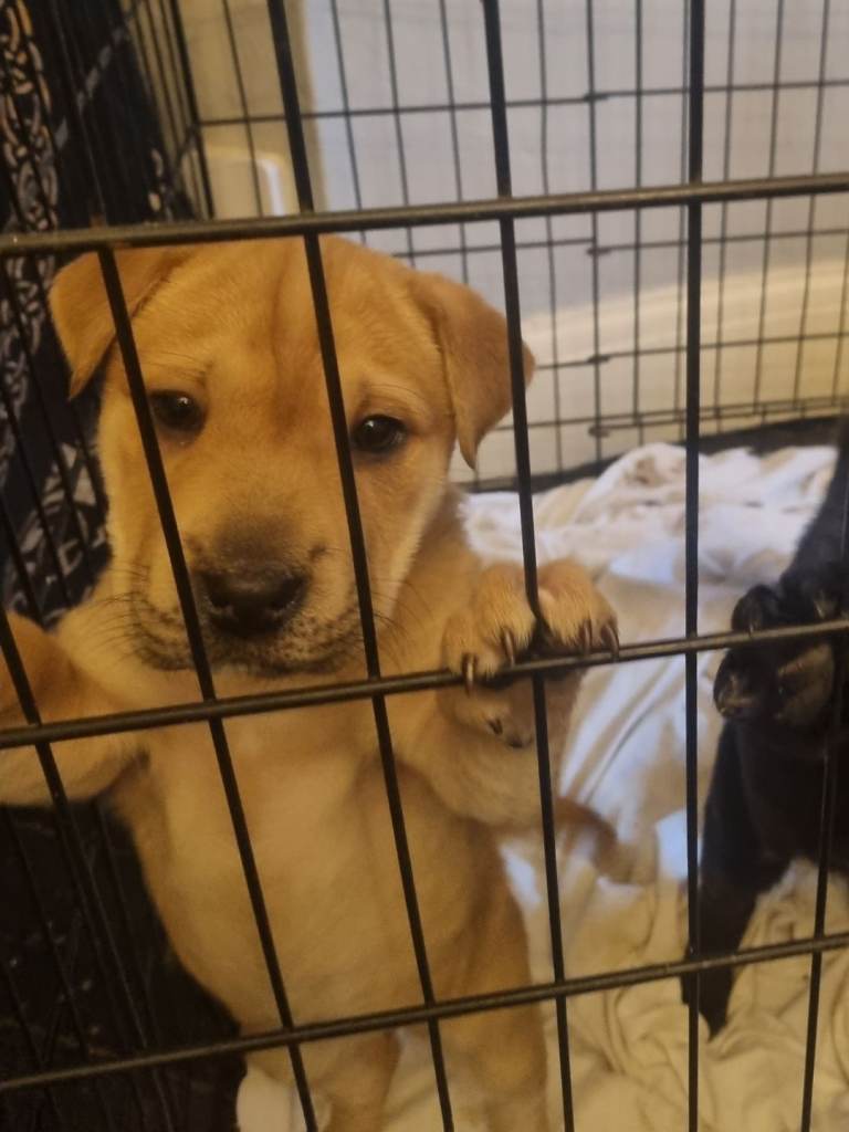 Sharpei x staffy puppies
