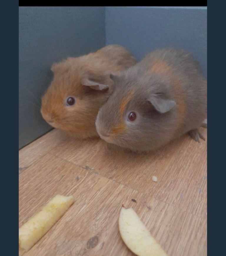 2 male guinea pigs for sale