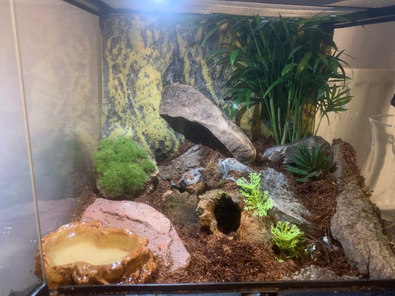 Theraphosa blondi Plus terrarium 