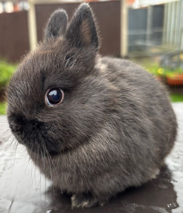 Pure Bred Netherland Dwarfs