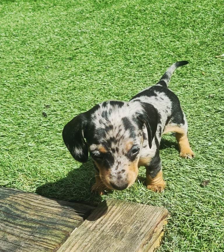 Miniature dacshund