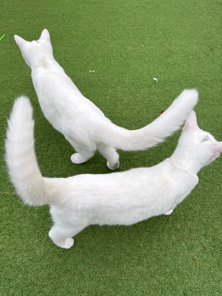 Kitten 