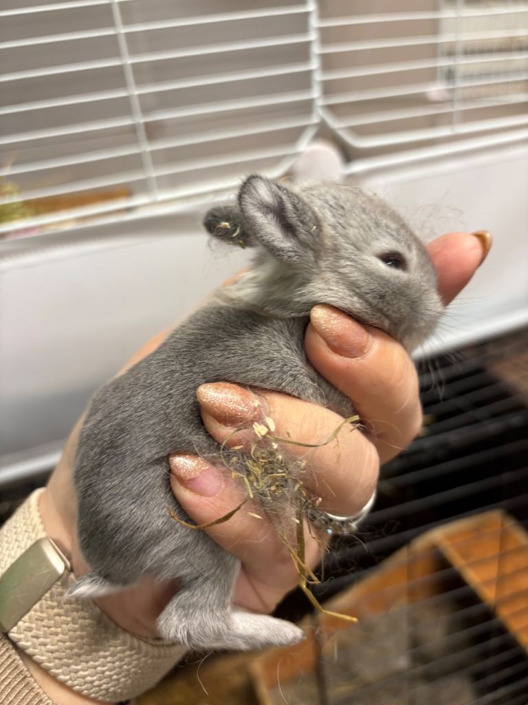 Lionhead rabbits/bunnys - reservation only 