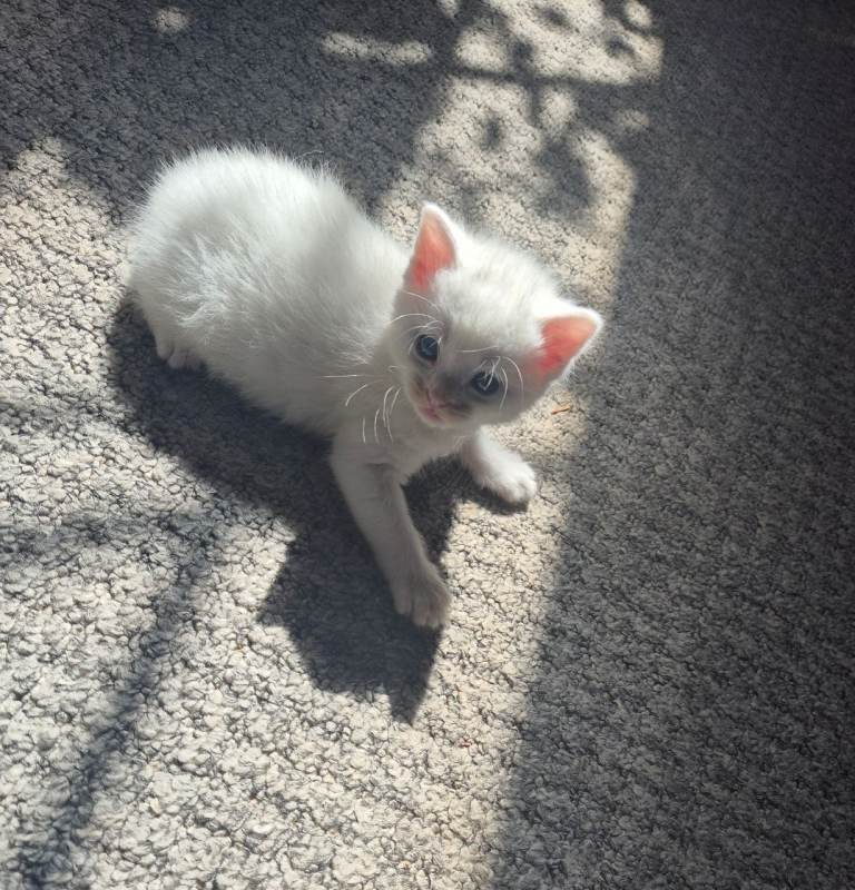 Beautiful long hair kittens