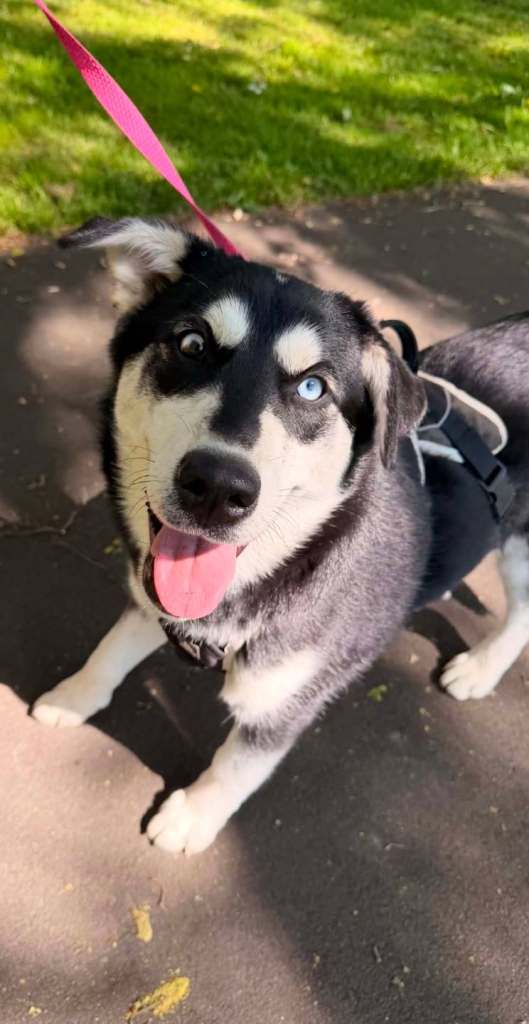 Husky/golden retriever