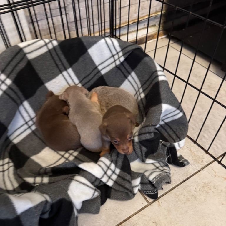 Stunning miniature Jack Russell puppies 