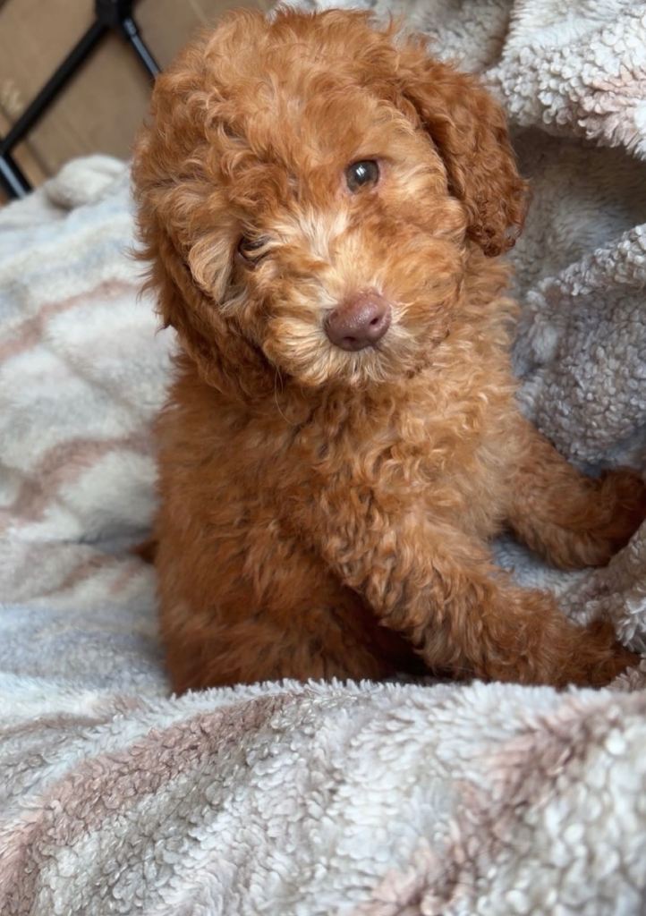 F1b cavapoos 🐶 FULLY VAXED