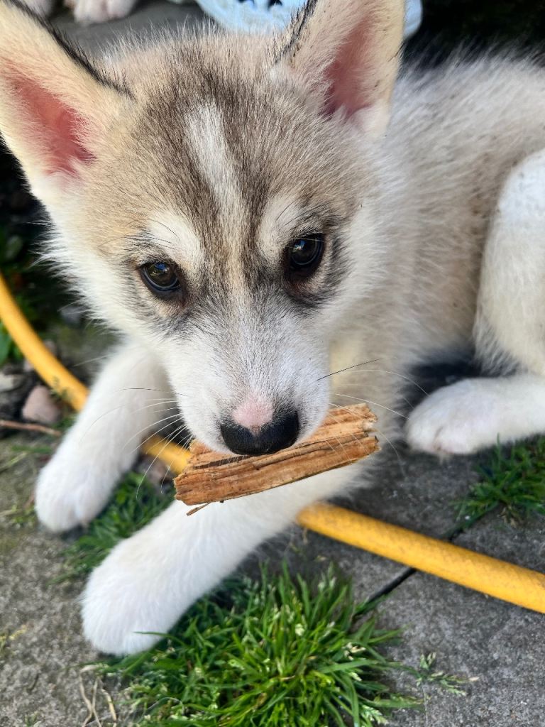 2 Siberian husky male pup 