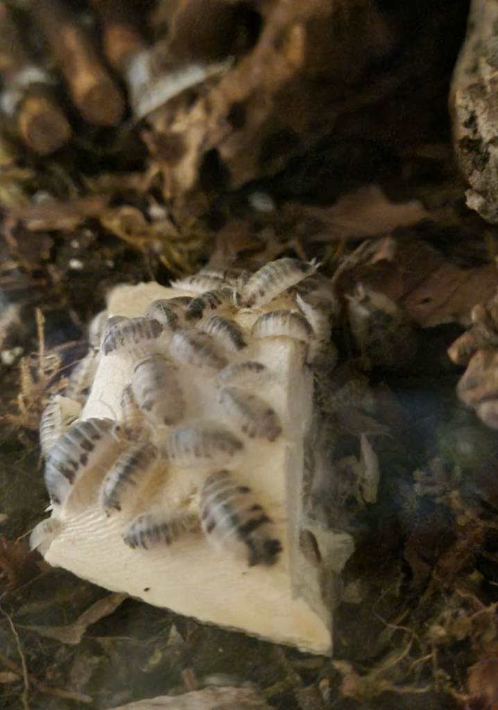 Dairy cow isopods for sale