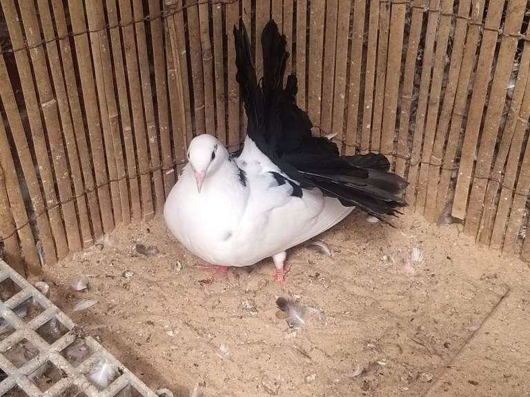 English garden fantail pigeons 