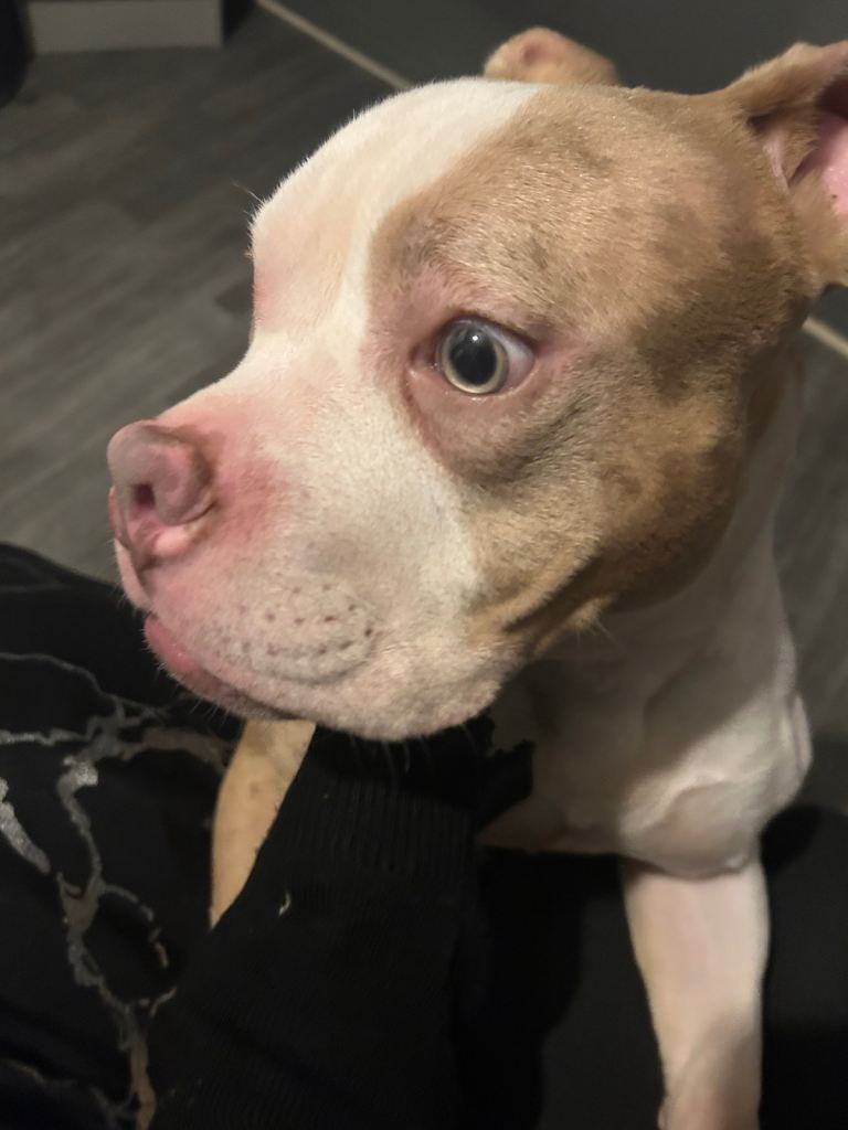 Pocket Bully Male – 8 Months Old