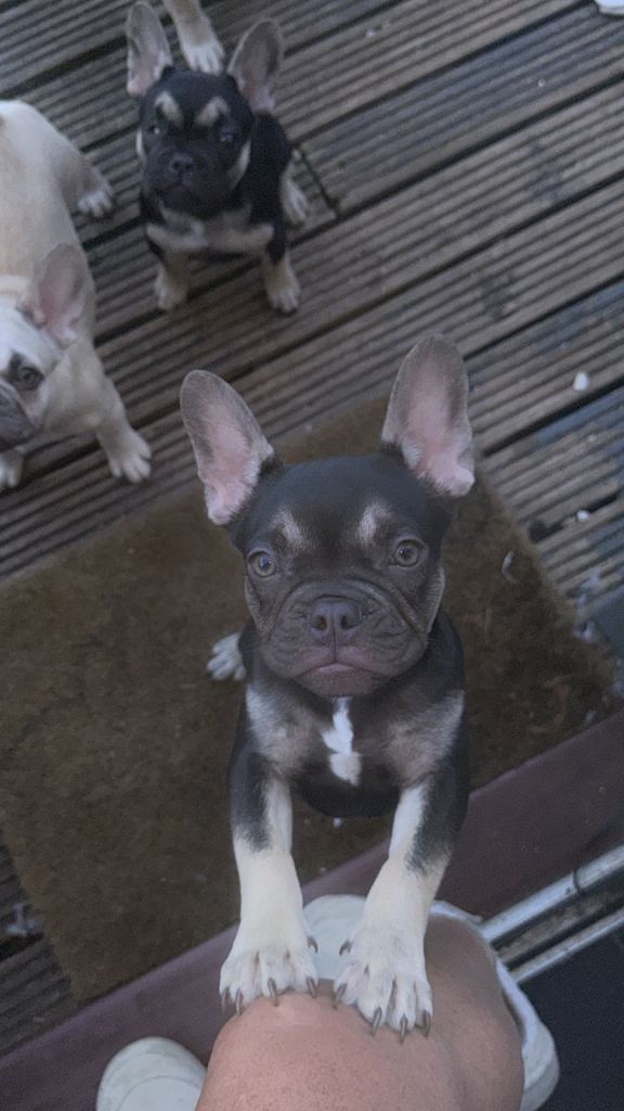french bulldog pup last boy remaining 