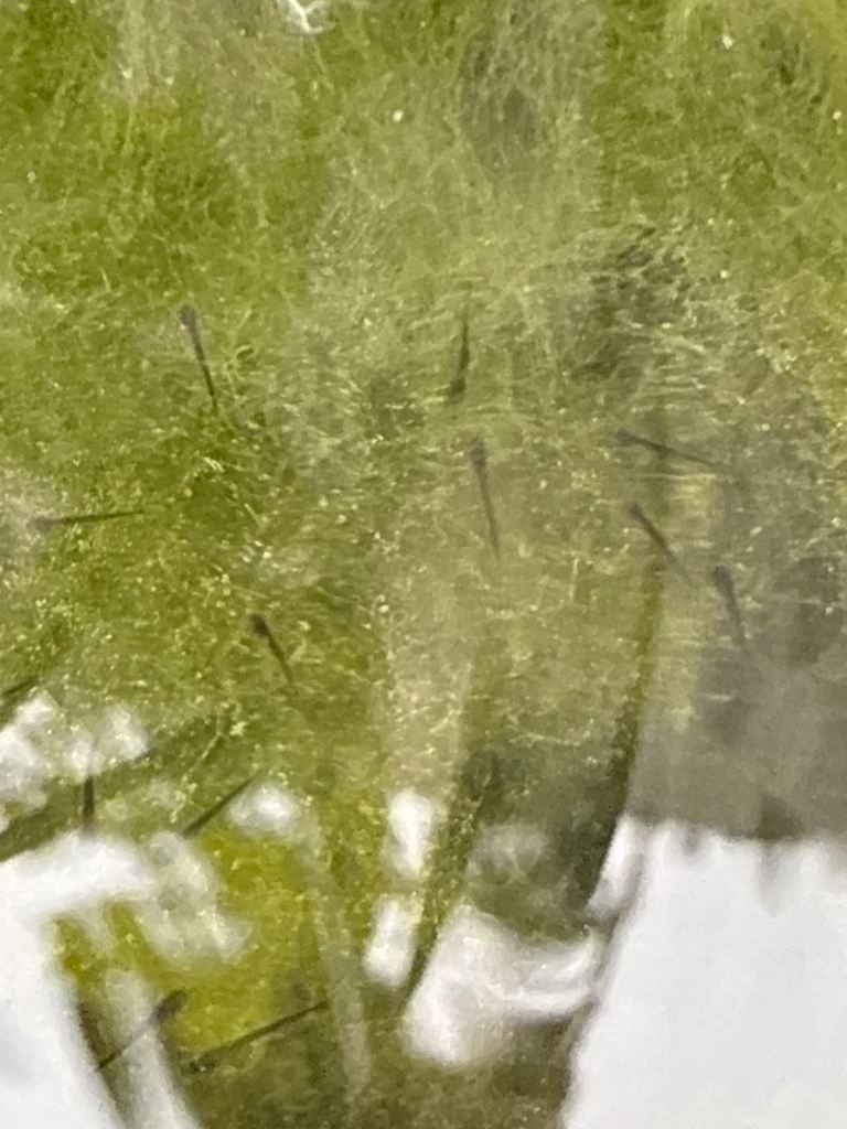 White Cloud Mountain Minnow fry