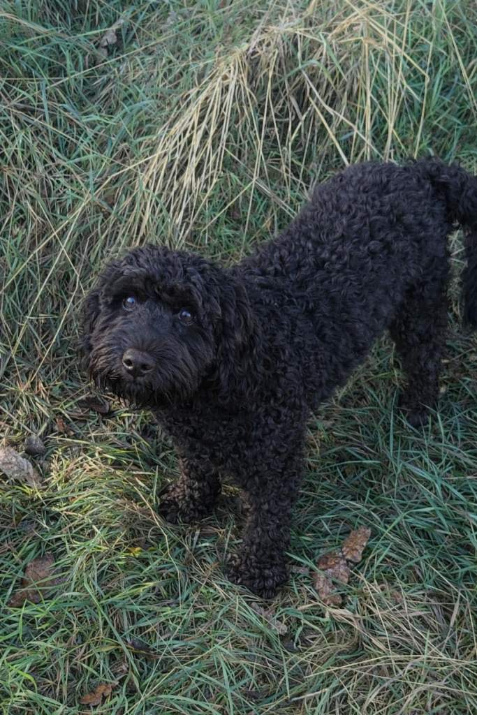 Stunning Cockapoo Male 