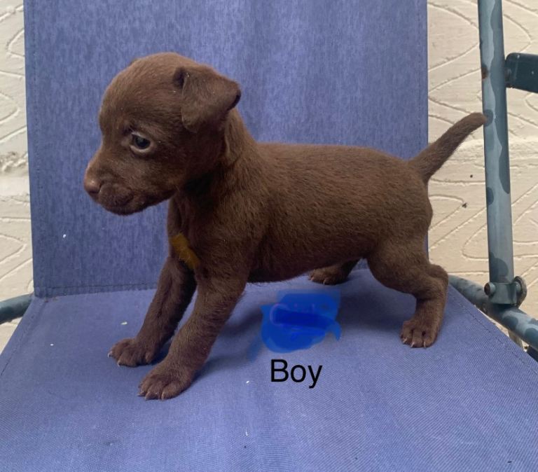 patterdale terrier puppies (9 weeks old ) 
