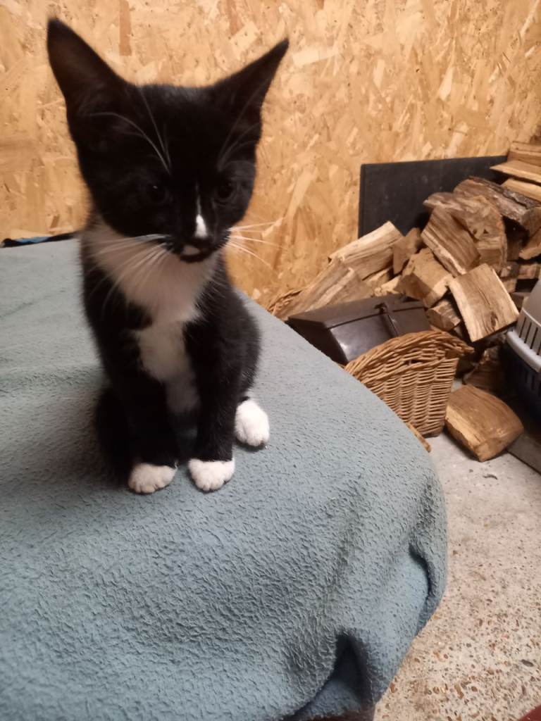 2 black and white boy kitten's 