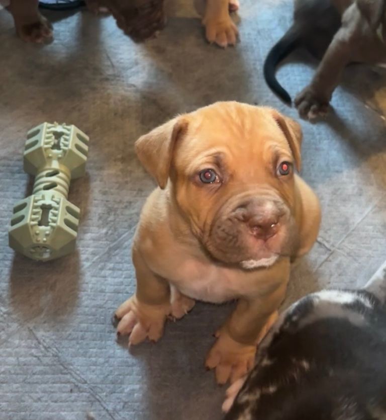 North American mastiff X boerboel 