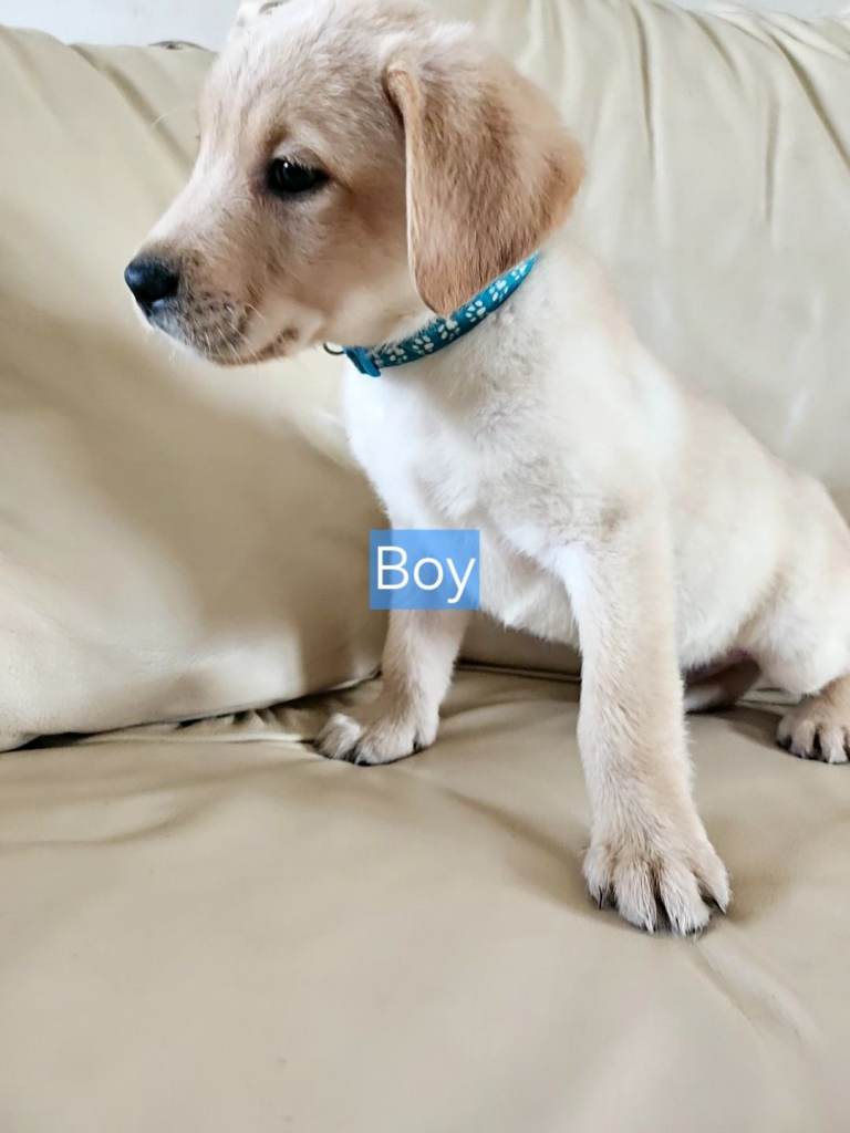 9 week old Labrador puppies 