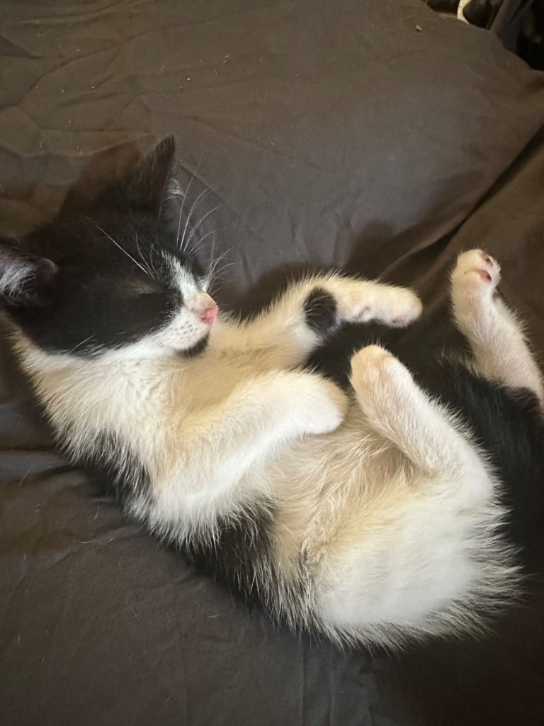 Lovely kittens