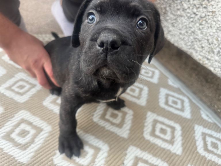 Cane corso boy 