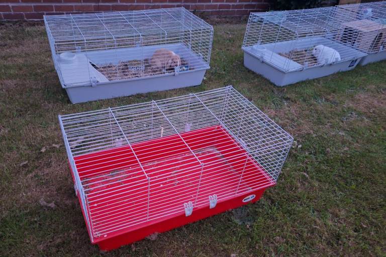 Red rabbit cage 