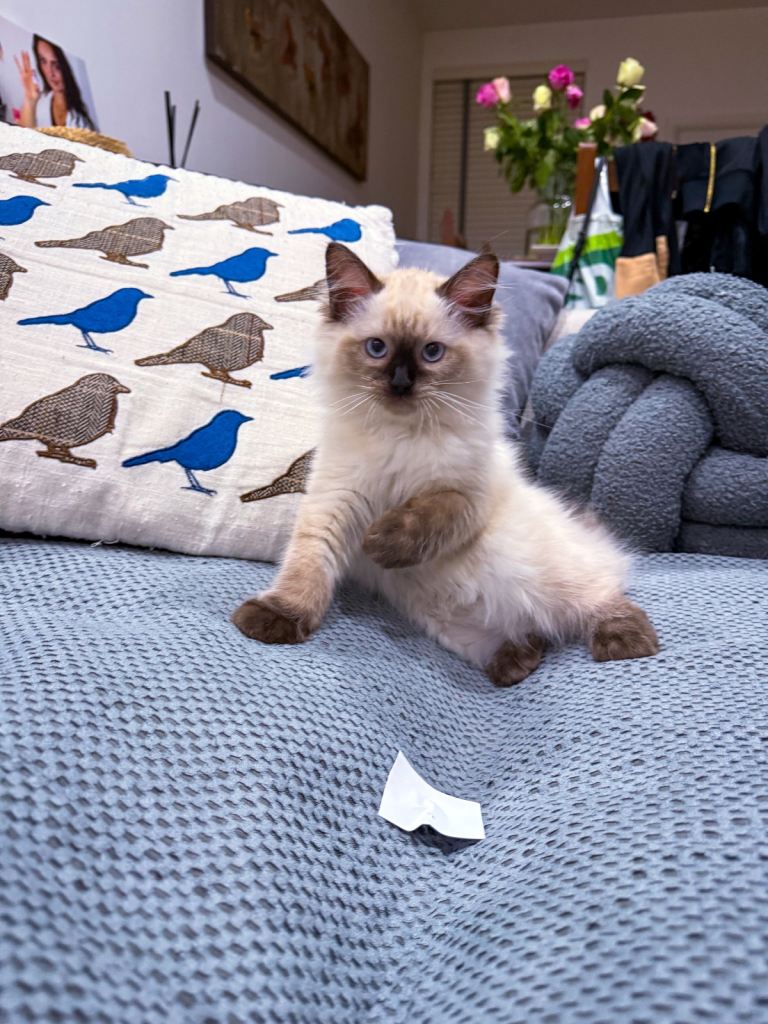 Beautiful Ragdoll Kitten - Last Boy Available (£700)