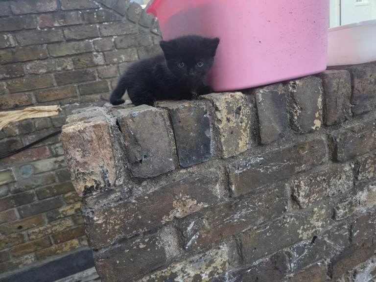 Kittens for sale 