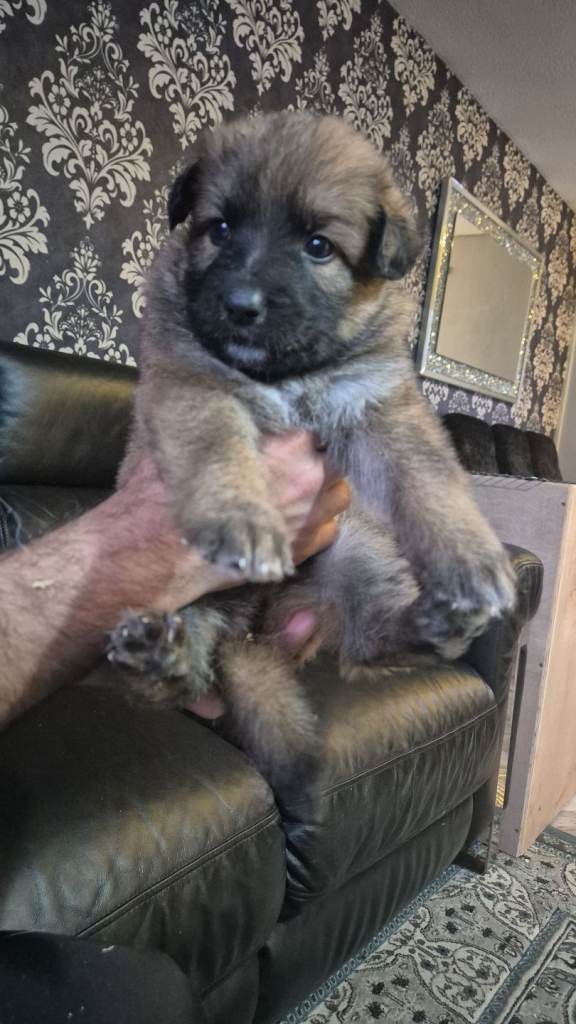 GERMAN SHEPHERD PUPS