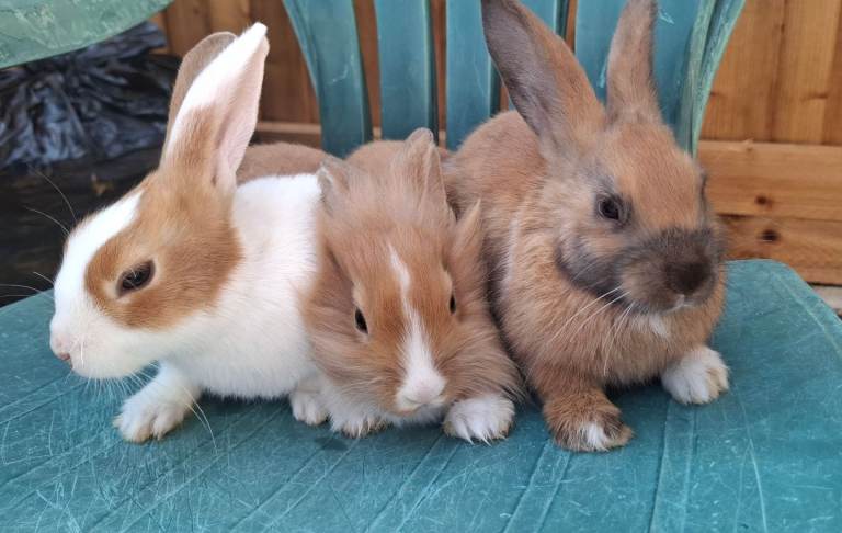Beautiful mixed breed Rabbits 